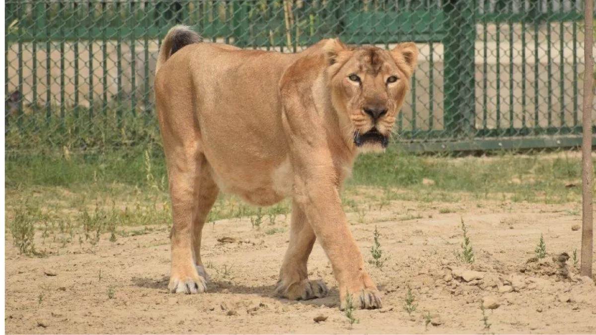 https://www.jagranimages.com/images/newimg/07082024/07_08_2024-lioness_death_in_gujarat_23773920.jpg