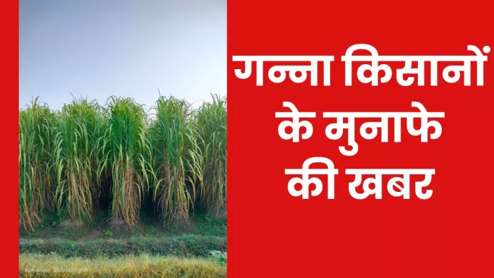 गन्ना का फाइल फाेटो इस्तेमाल किया गया है।