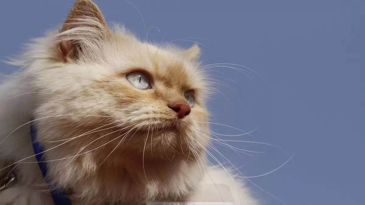 https://www.jagranimages.com/images/newimg/07082025/07_08_2025-cat_24005946.jpg