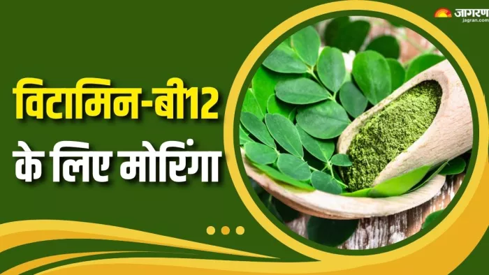 विटामिन-बी12 बढ़ाने के लिए मोरिंगा का कैसे करें इस्तेमाल? (Picture Courtesy: Freepik)