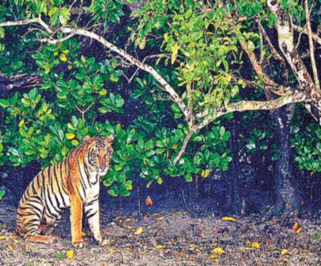 बाघों को इस वन का रक्षक भी कहा जाता है।