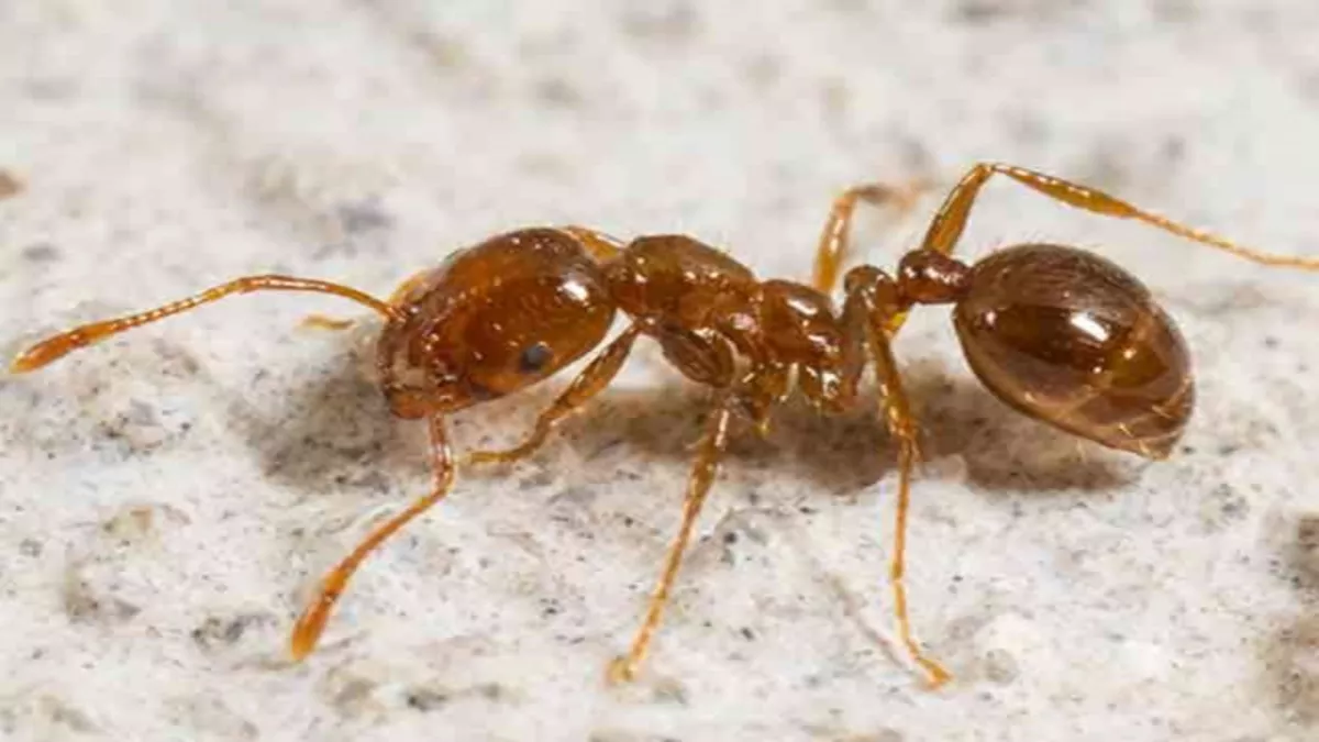 ओडिशा में जहरीली लाल चींटियों का कहर: मृत पाए गए सांप-बिच्‍छू, घर छोड़ भाग रहे हैं लोग