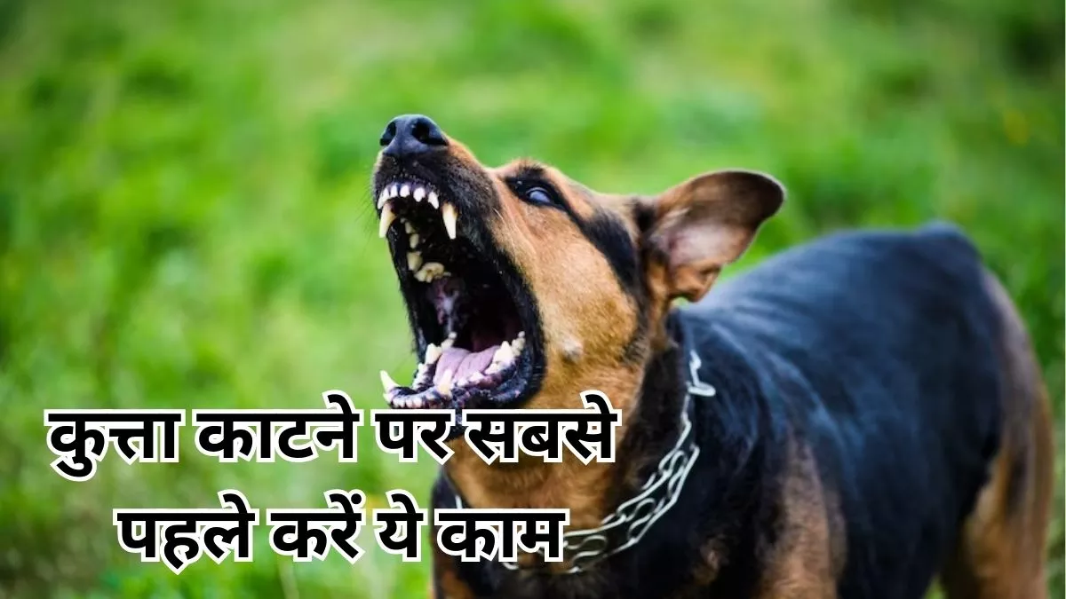 Rabies precautions and steps to taken immediately after dog bite knoe from