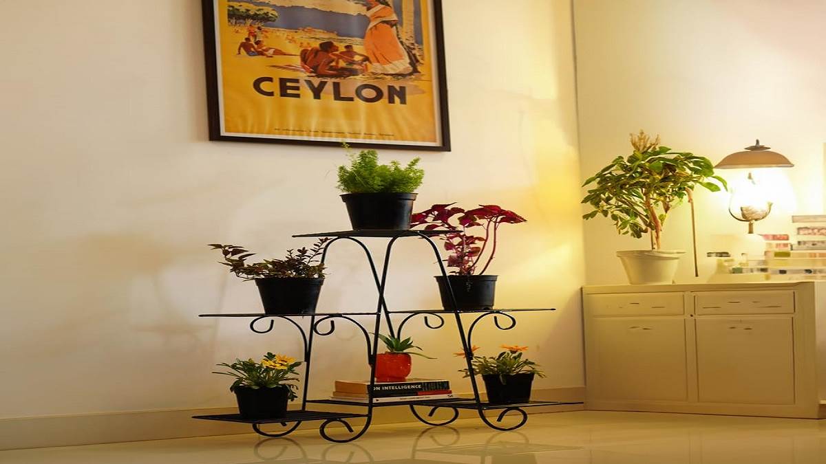 https://www.jagranimages.com/images/newimg/07092023/07_09_2023-plant_stand_outdoors_23524007.jpg