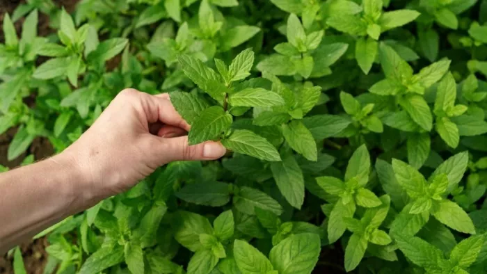 Tulsi Plant Care Tips: कैसे रखें तुलसी के पौधे का ख्याल