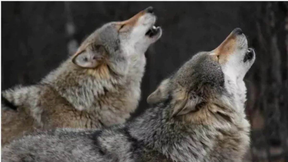 https://www.jagranimages.com/images/newimg/07092024/07_09_2024-wolf_23792537.jpg