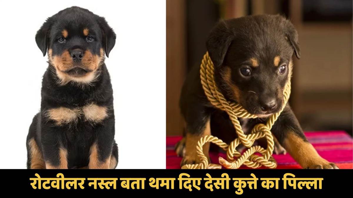 https://www.jagranimages.com/images/newimg/07092025/07_09_2025-auraiya_man_sold_local_dogs_as_rottweilers_24039275_225834996.jpg