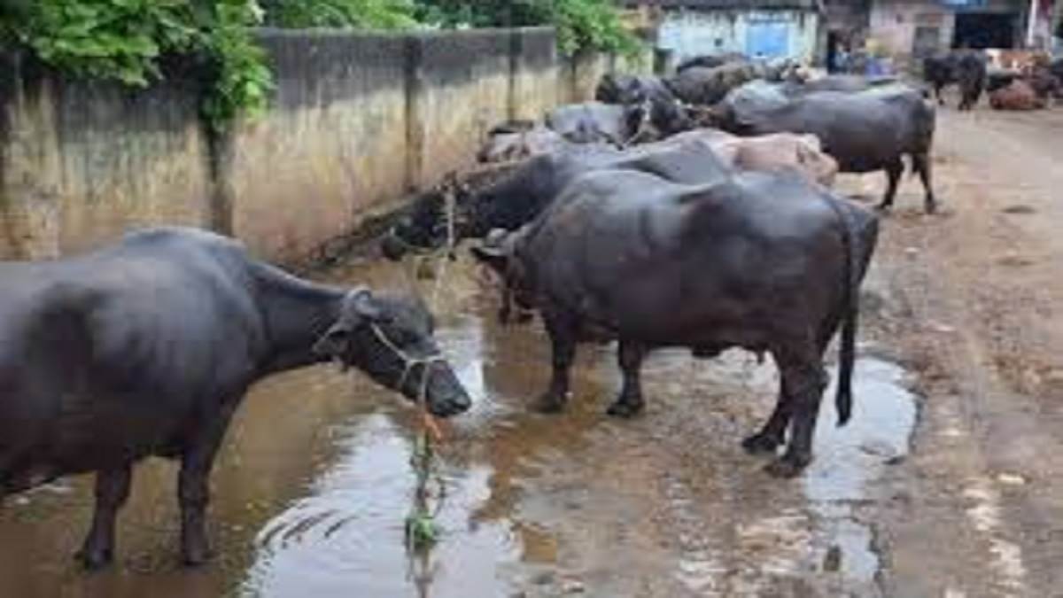 https://www.jagranimages.com/images/newimg/07092025/07_09_2025-cattle_colony_24039115.jpg
