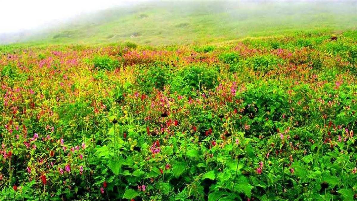 https://www.jagranimages.com/images/newimg/07092025/07_09_2025-chinap_valley_24038963.jpg