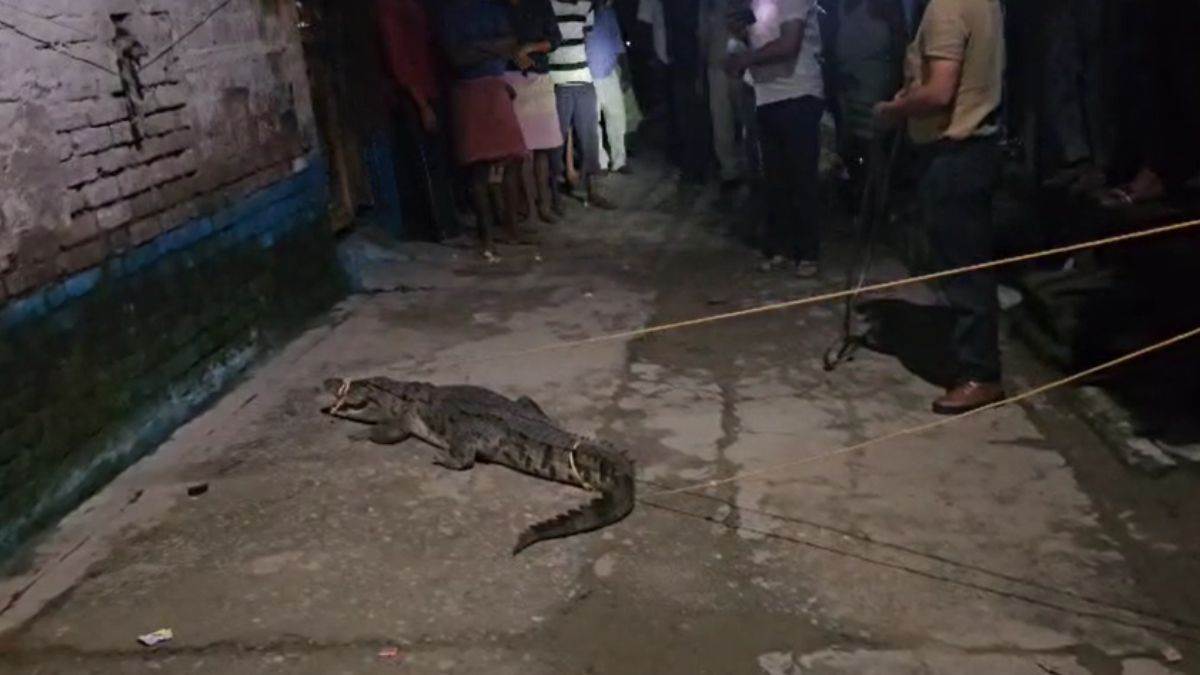 https://www.jagranimages.com/images/newimg/07092025/07_09_2025-crocodile_pilibhit_24038544.jpg