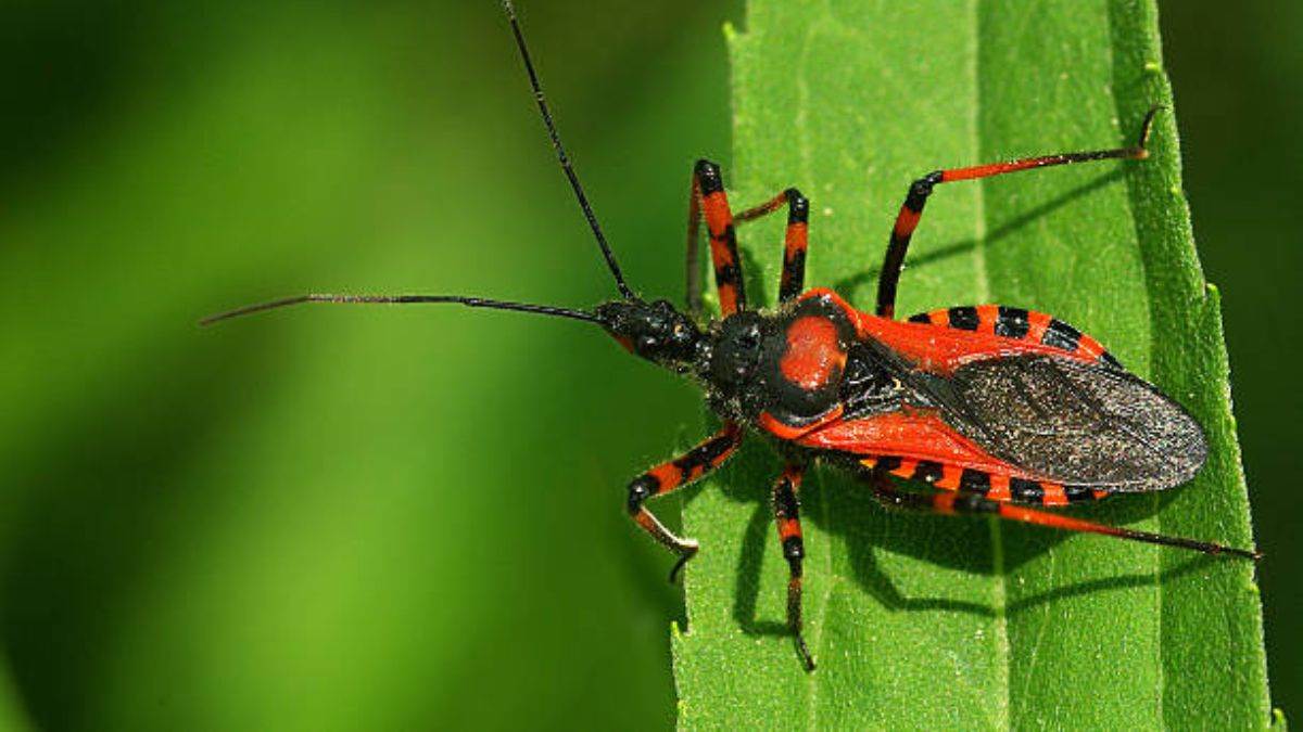 https://www.jagranimages.com/images/newimg/07092025/07_09_2025-kissing_bug_1_24038461.jpg