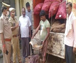 पडरौना कोतवाली में पिकअप से कछुआ उतरवाते एसएचओ निर्भय नारायण सिंह, सीओ संदीप वर्मा। जागरण