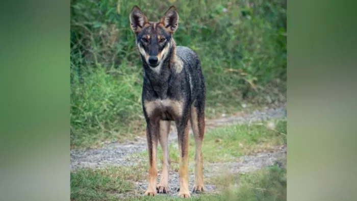 Black jackal in Haldwani : हल्द्वानी के समीपवर्ती जंगल में ब्लैक जैकाल देखा गया।