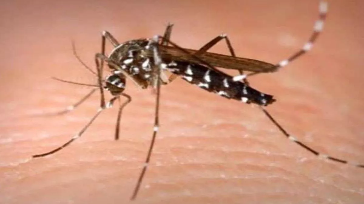 https://www.jagranimages.com/images/newimg/07102022/07_10_2022-dengue_23124506_31246530.jpg