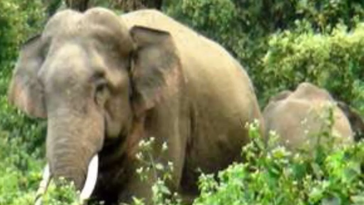 Shahjahanpur News: जिले की सीमा पर खेतों में हाथ‍ियों ने मचाया जमकर उत्‍पात, नष्‍ट की किसानों की फसल