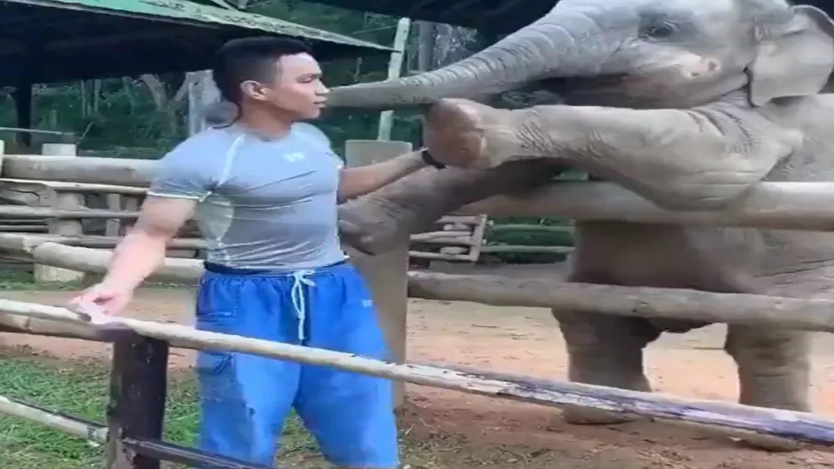 Viral Video: खेलने के लिए आदमी को मनाता हुआ नजर आया हाथी, वीडियो देख दिल हो जाएगा खुश
