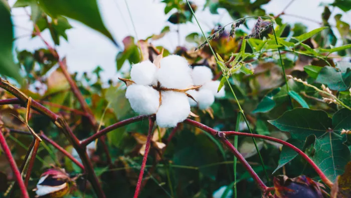 World Cotton Day 2022: किस उद्देश्य के साथ हुई थी कॉटन दिवस मनाने की शुरुआत, जानें यहां