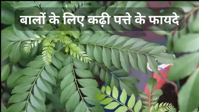 बालों के लिए बेहद गुणकारी है कढ़ी पत्ता