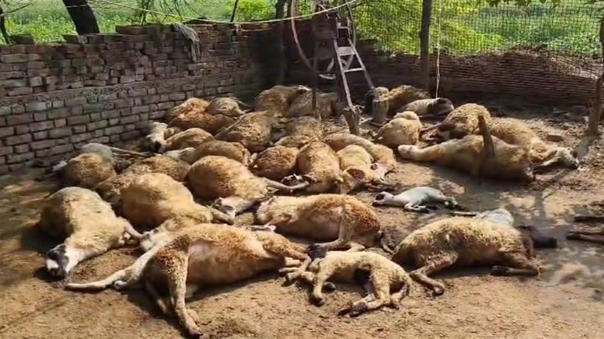 https://www.jagranimages.com/images/newimg/07102024/07_10_2024-mainpuri_sheep_23811602.jpg