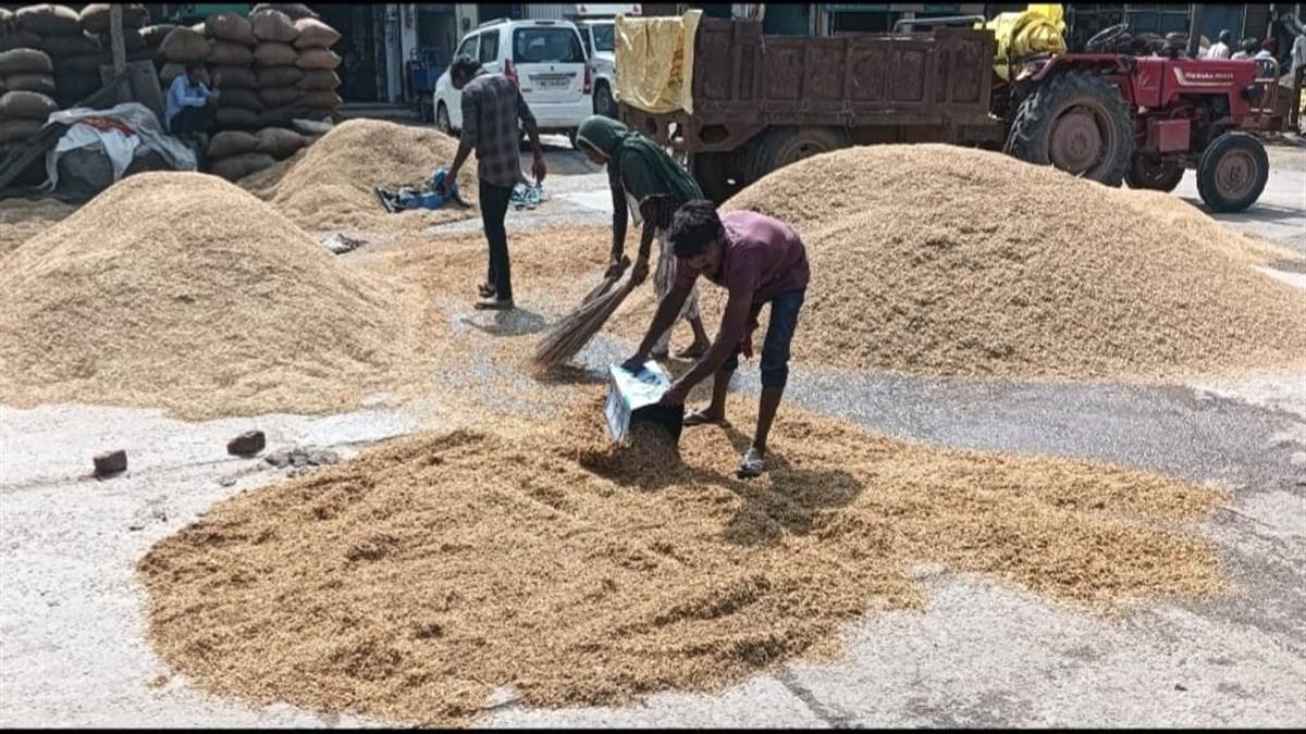 ncr rain concerns farmers crop damage reported