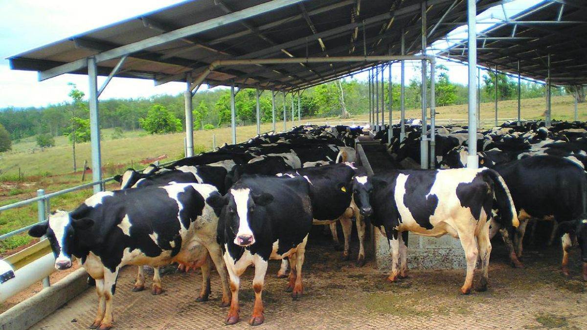 ncr action against dairy farms clogging sewers in faridabad