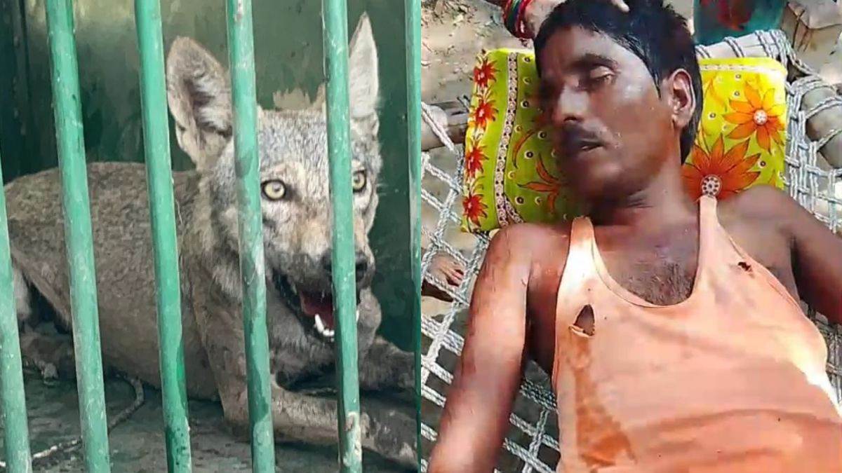 wolf attacks three including woman in kaisarganj bahraich