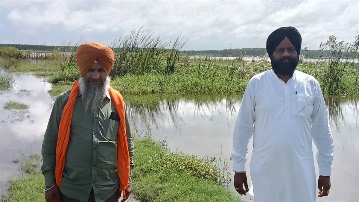 gurdaspur news farmers worried as floods hit crops like paddy and sugarcane in beas river