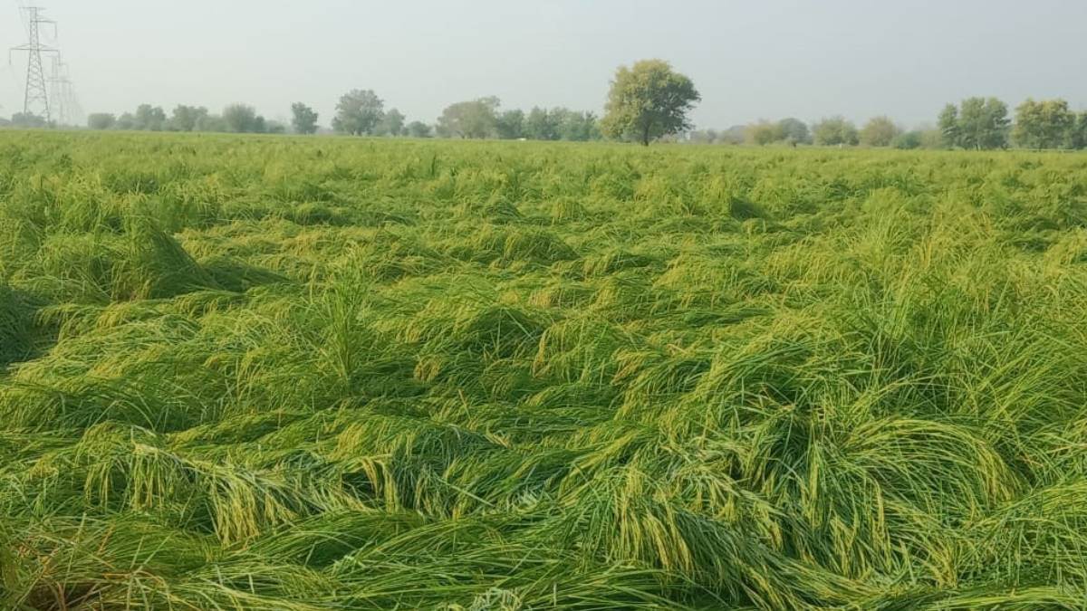 bhiwani news untimely rain and hailstorms destroy crops farmers in distress