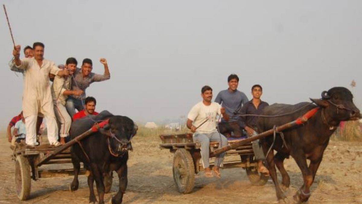 buffalo health crisis 28km run in up takes a toll hapur news