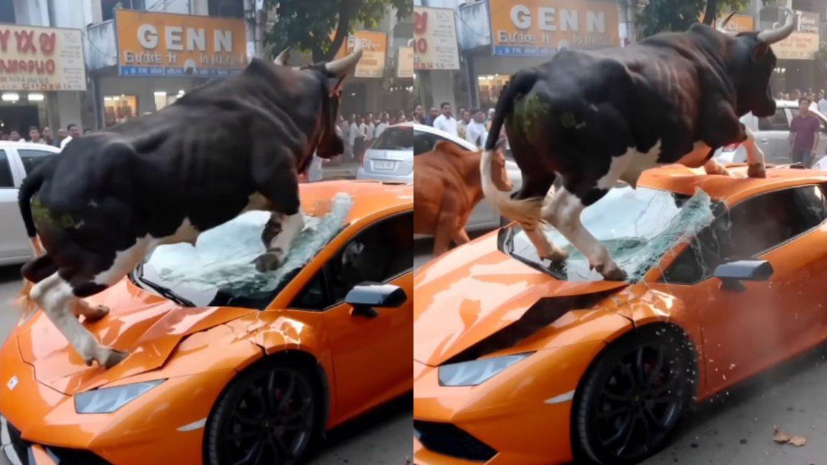 furious bulls attack in lamborghini in viral video see fact check