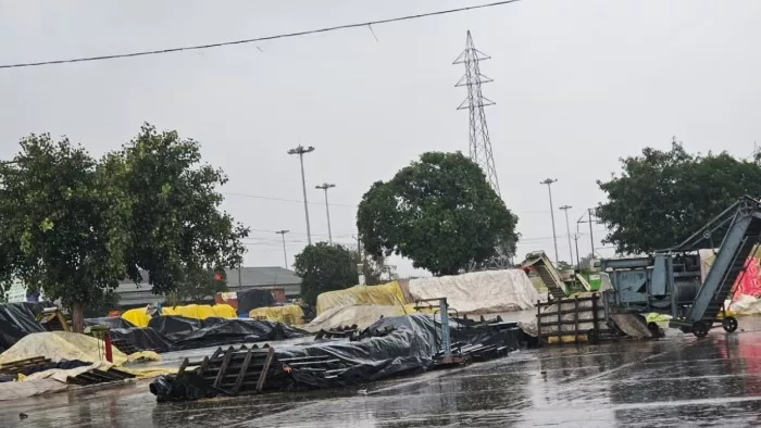 राजपुरा में वर्षा से भीगी धान की फसल, किसान परेशान (फोटो: जागरण)