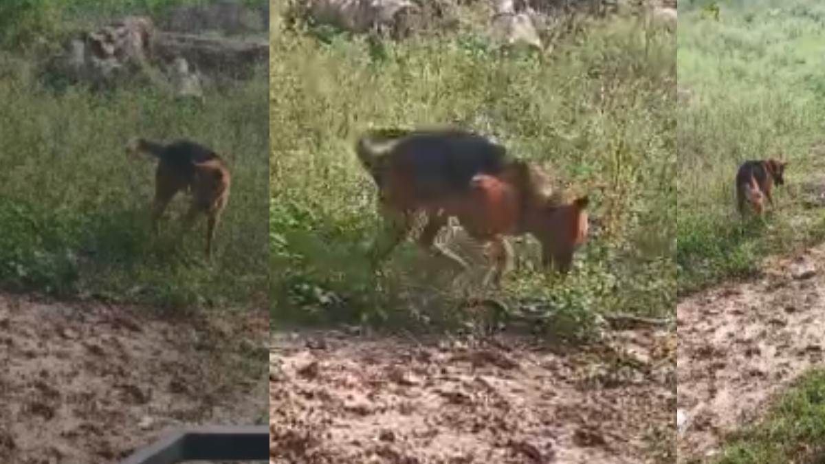 brave dog saves family from cobra in mirzapur dies heroically
