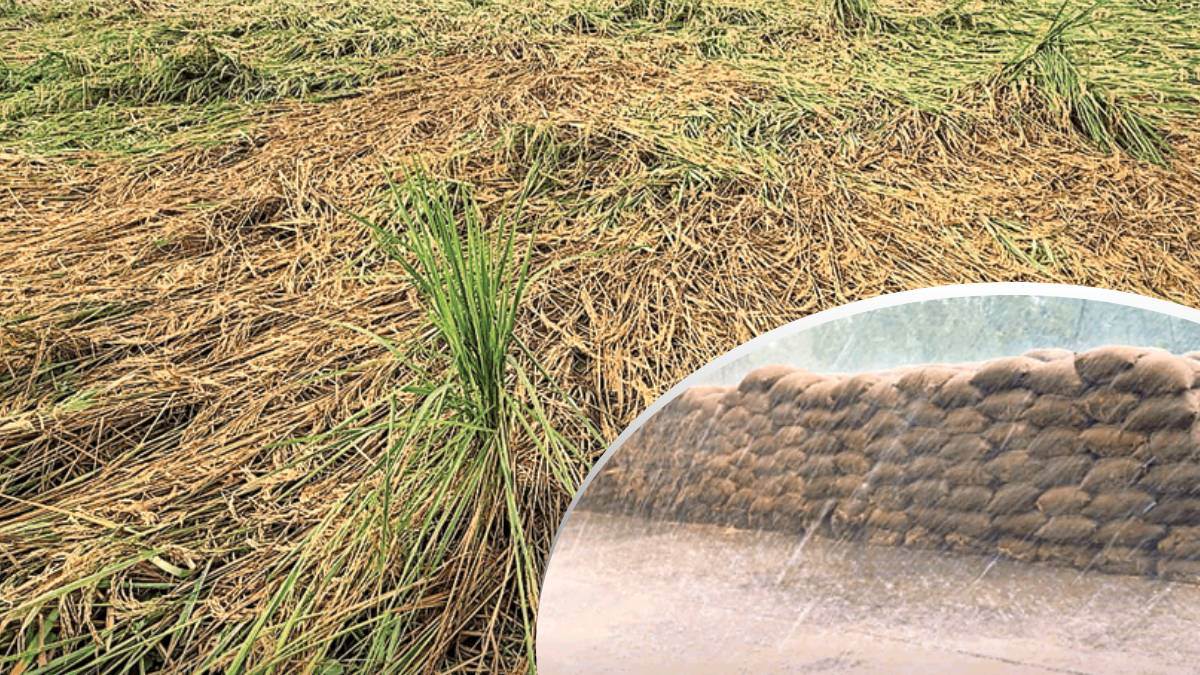 rain wreaks havoc on farmers in haryana paddy worth rs 6875 crore gets soaked in the markets