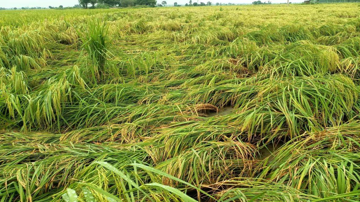 crop insurance scheme benefits for farmers in lakhimpur khiri