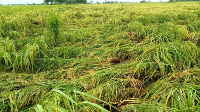 फसल क्षति पर 72 घंटे में बीमा कंपनी को दें सूचना।
