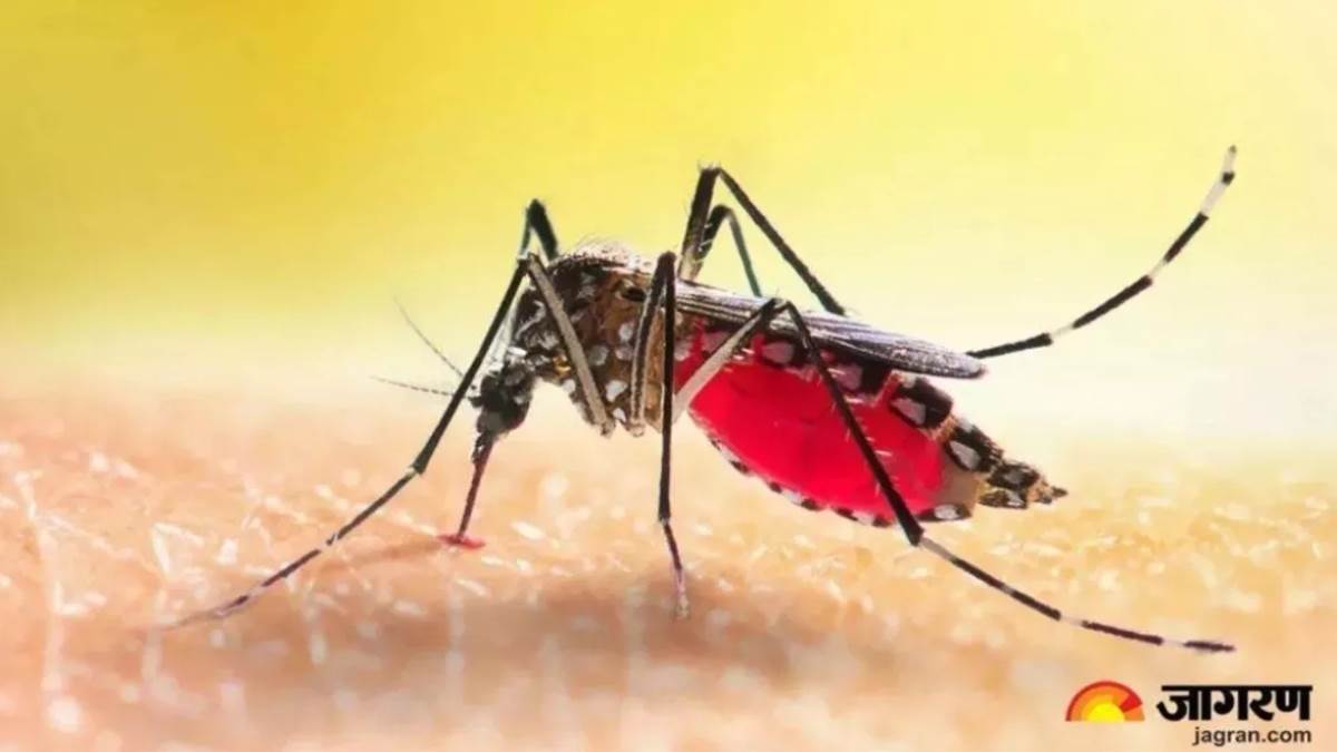 ncr malaria outbreak in new delhi cases double raising concerns