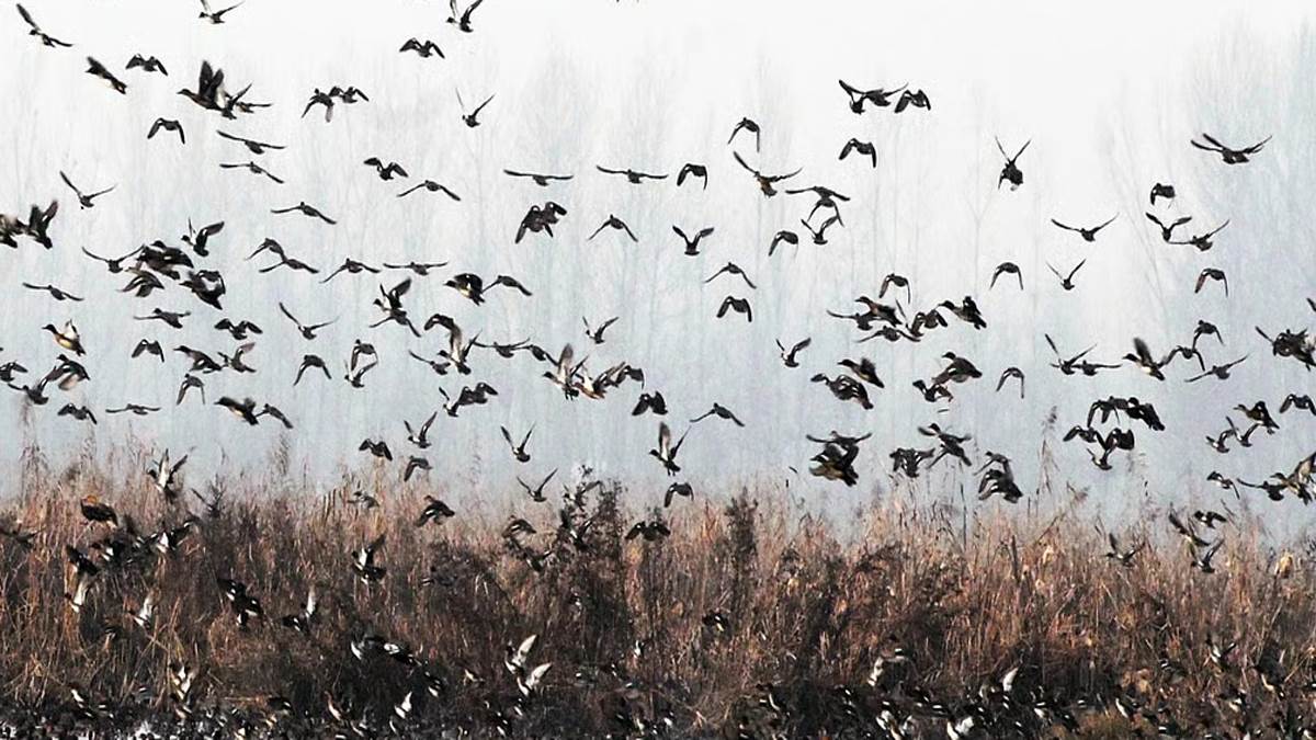 srinagar news migratory birds flock to kashmir valley