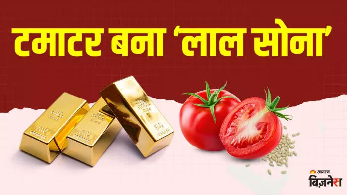 टमाटर 50 रुपए किलो, लेकिन उसका बीज गोल्ड से भी मंहगा।