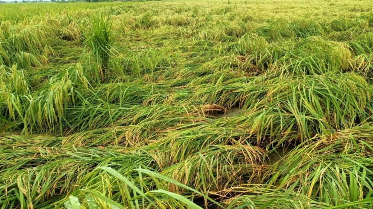 nawan shahar news rain disrupts paddy harvest farmers face losses in 55 thousand hectare