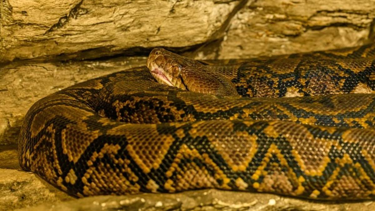 massive 11 foot python found in madhya pradesh home rescue operation