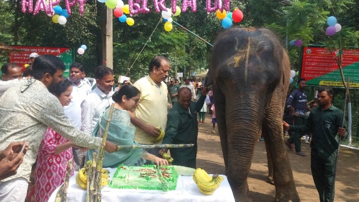 jamshedpur news elephant rajni celebrates 16th birthday in dalma sanctuary
