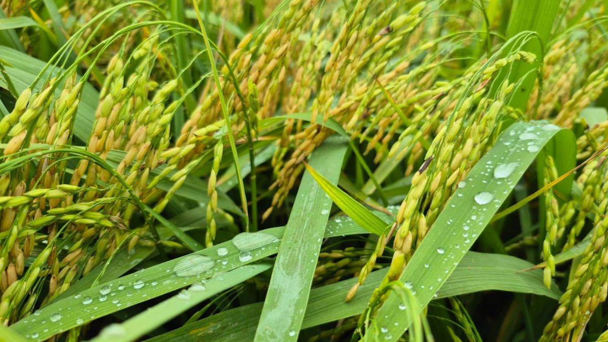 rain and strong winds in punjab leave paddy fields in a state of disarray leaving farmers worried