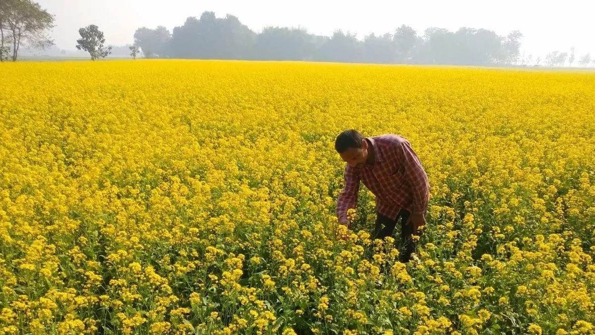 bhiwani rain delays cotton harvest boosts mustard sowing