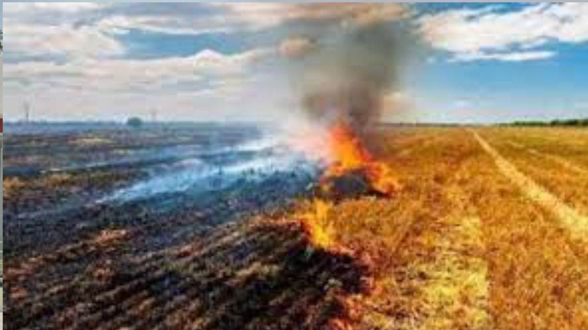stubble management efforts in haryana have shown results with 95 perscent reduction crop residue burning