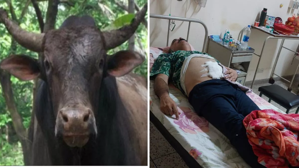 Kangra News: टंग में पोती को गोद में लेकर जा रहे व्यक्ति पर सांड ने किया हमला, गंभीर हालत में टांडा पहुंचाए