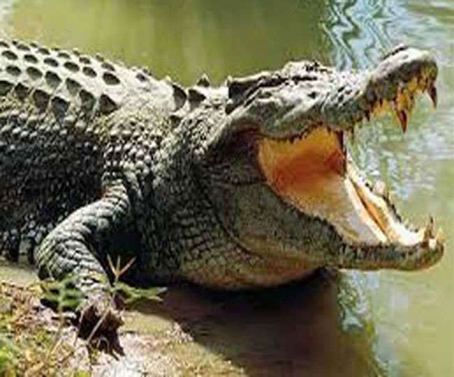 terror of crocodiles in mirzapur due to panic villagers are imprisoning themselves in the house as soon as evening