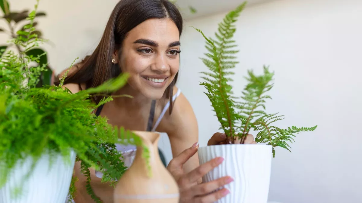 Air Purifying Plants: प्रदूषण से बचाव के लिए इन इंडोर प्लांट्स को दें घर में जगह