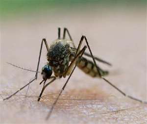 डेंगू-बुखार का कहर जिले में कम होने का नाम नहीं ले रहा है।