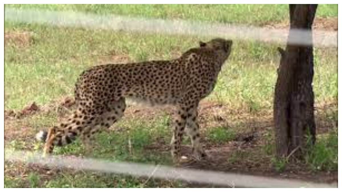 two cheetahs released in madhya pradesh kuno national park have taken their first prey
