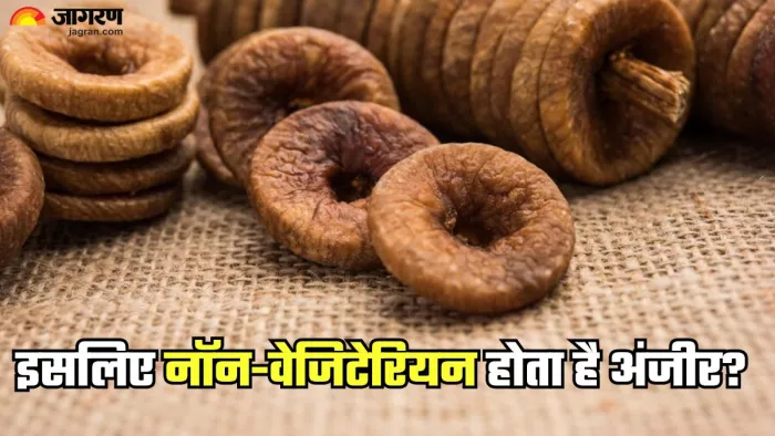 इन वजहों से अंजीर को माना जाता है नॉन- वेजिटेरियन (Picture Credit- Freepik)